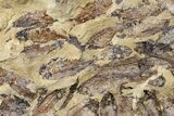 Fossil Fish (Gosiutichthys) Mortality Plate - Lake Gosiute #130064-1